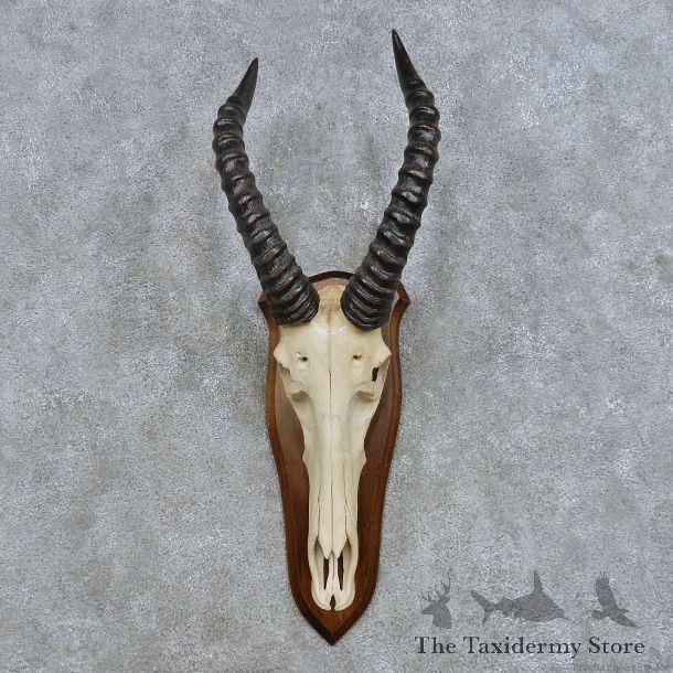 Topi Skull & Horn European Mount For Sale #14617 @ The Taxidermy Store