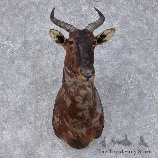 African Tsessebe Shoulder Taxidermy Head Mount #12503 For Sale @ The Taxidermy Store