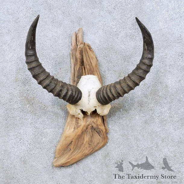 Tsessebe Horns Taxidermy Mount For Sale #13949 For Sale @ The Taxidermy Store