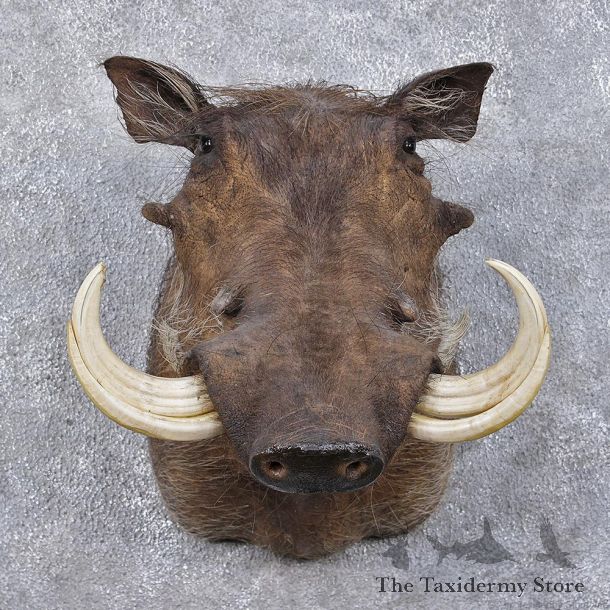 African Warthog Shoulder Taxidermy Mount #12483 For Sale @ The Taxidermy Store