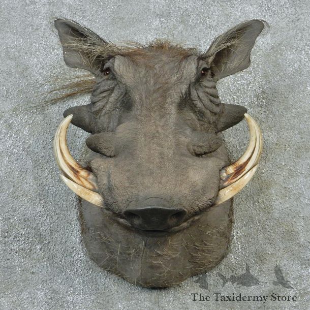 African Warthog Shoulder Taxidermy Mount #12648 For Sale @ The Taxidermy Store
