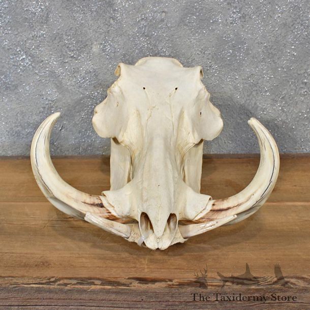 African Warthog Full Skull Mount #12045 For Sale @ The Taxidermy Store