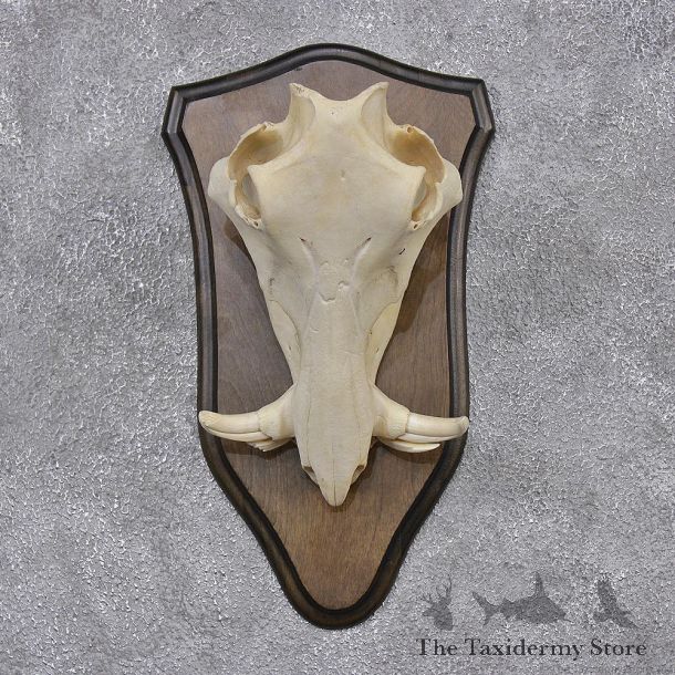 African Warthog Full Skull Mount #12449 For Sale @ The Taxidermy Store
