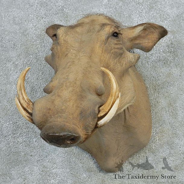 African Warthog Shoulder Taxidermy Head Mount #12711 For Sale @ The Taxidermy Store