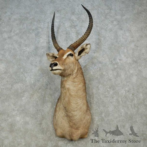 African Waterbuck Shoulder Mount For Sale #14565 @ The Taxidermy Store