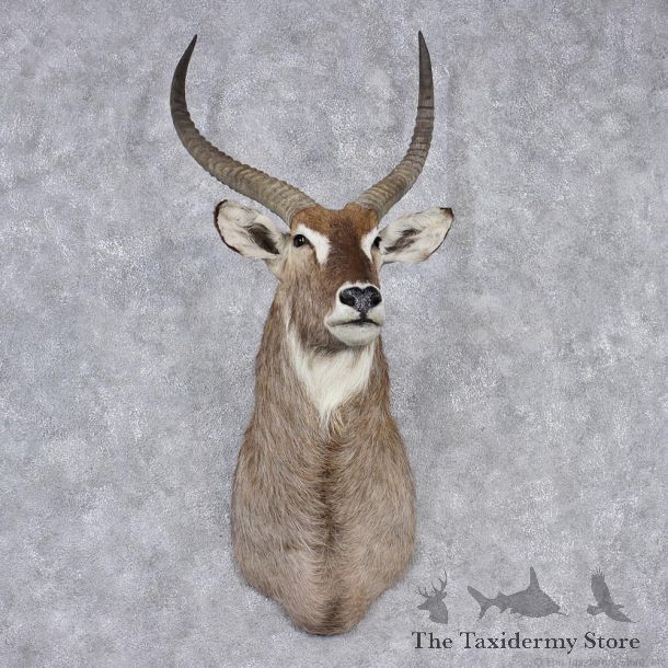 African Waterbuck Shoulder Taxidermy Mount #10638 For Sale @ The Taxidermy Store