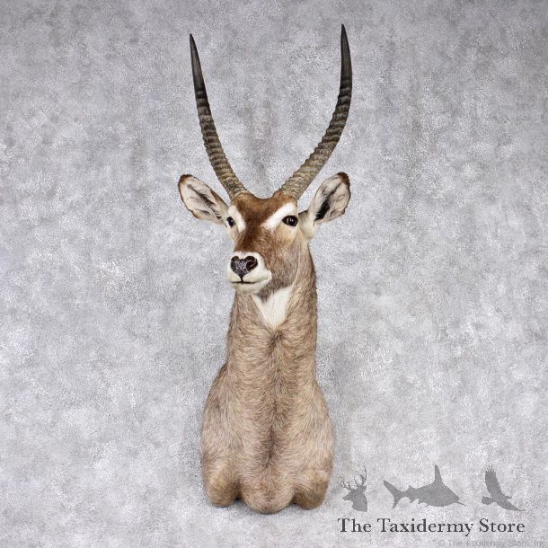 African Waterbuck Shoulder Taxidermy Mount #12544 For Sale @ The Taxidermy Store