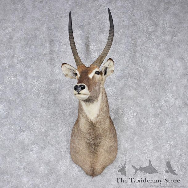 African Waterbuck Shoulder Taxidermy Mount #12545 For Sale @ The Taxidermy Store