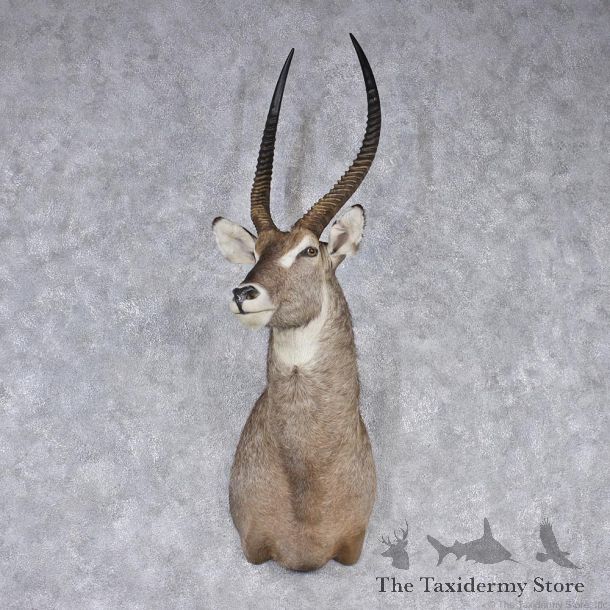 African Waterbuck Shoulder Taxidermy Mount #12546 for sale @ The Taxidermy Store