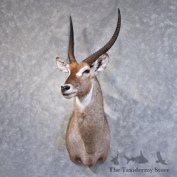 African Waterbuck Shoulder Mount #11874 For Sale @ The Taxidermy Store