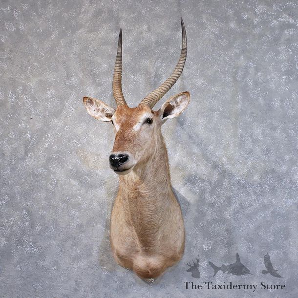 African Waterbuck Shoulder Mount #11875 For Sale @ The Taxidermy Store