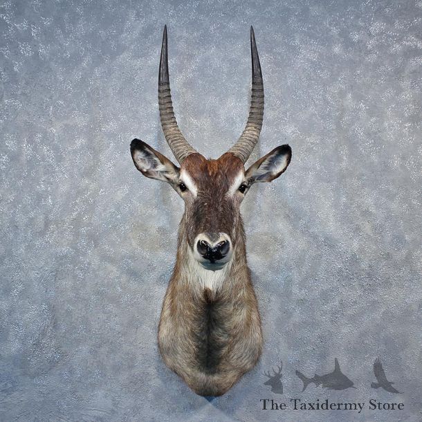 African Waterbuck Shoulder Mount #12036 For Sale @ The Taxidermy Store