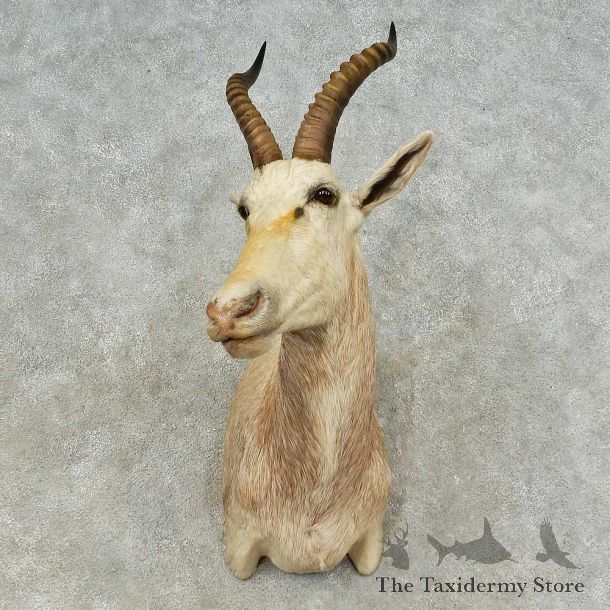 White Blesbok Shoulder Mount For Sale #16215 @ The Taxidermy Store