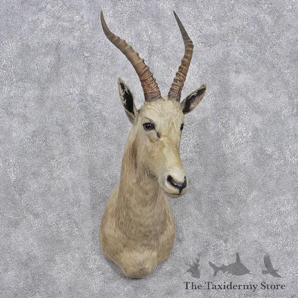 African White Blesbok Shoulder Taxidermy Mount #10665 For Sale @ The Taxidermy Store