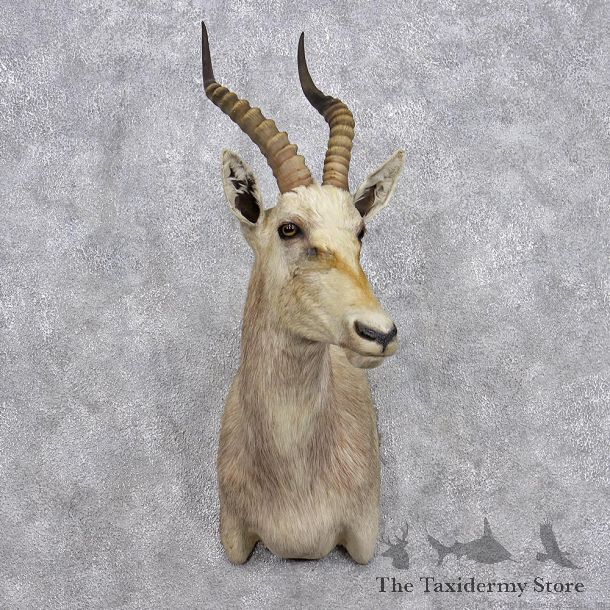 African White Blesbok Shoulder Taxidermy Mount #10666 For Sale @ The Taxidermy Store