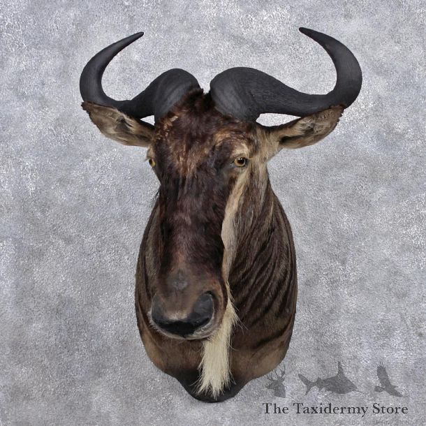 African White Bearded Gnu Wildebeest Shoulder Mount #12374 For Sale @ The Taxidermy Store