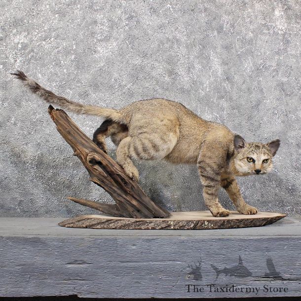 African Wildcat Mount #11629 - For Sale @ The Taxidermy Store