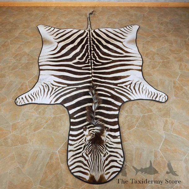 African Zebra Full-Size Rug For Sale #15705 @ The Taxidermy Store