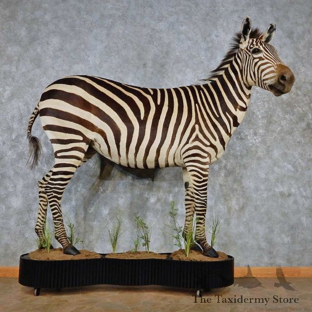 African Zebra Life-Size Taxidermy Mount #13893 For Sale @ The Taxidermy Store