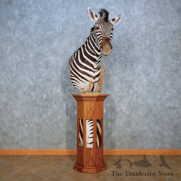 African Burchell’s Zebra Pedestal Mount For Sale #15544 @ The Taxidermy Store