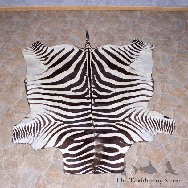 Zebra Rug Taxidermy Mount #10956 For Sale @ The Taxidermy Store