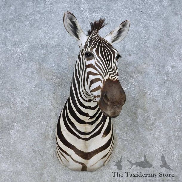 African Zebra Shoulder Mount For Sale #15034 @ The Taxidermy Store
