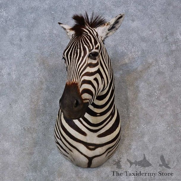 African Zebra Shoulder Mount For Sale #15267 @ The Taxidermy Store