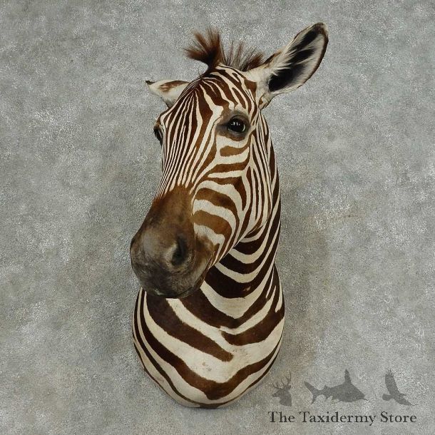 African Zebra Shoulder Mount For Sale #16640 @ The Taxidermy Store