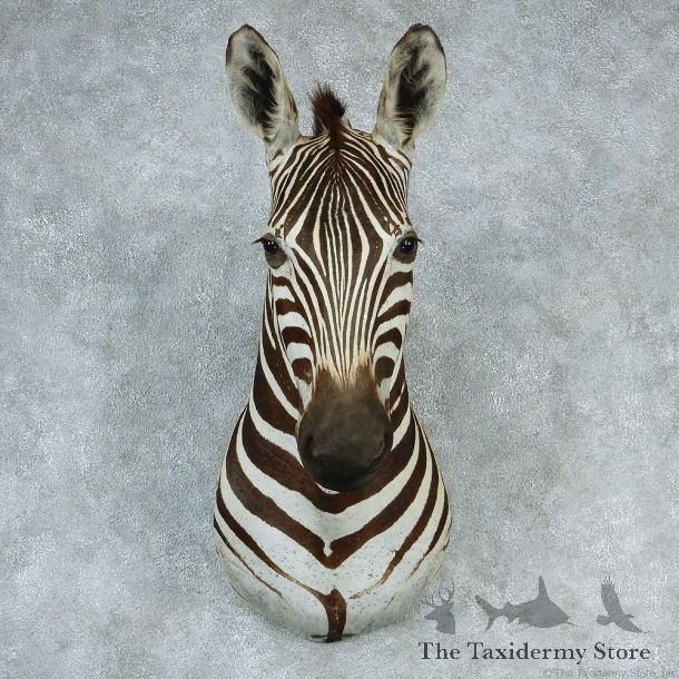 African Burchell's Zebra Shoulder Taxidermy Head Mount #12732 For Sale @ The Taxidermy Store