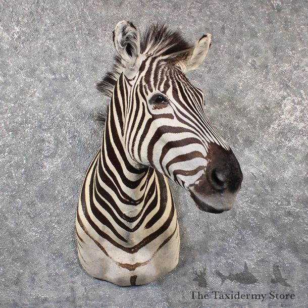 African Burchell's Zebra Shoulder #11651 For Sale @ The Taxidermy Store