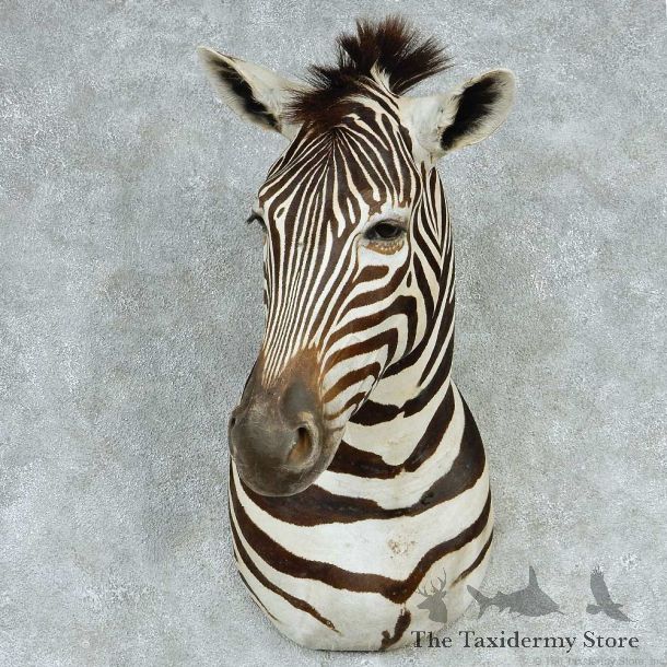 African Zebra Shoulder Taxidermy Mount #13245 For Sale @ The Taxidermy Store