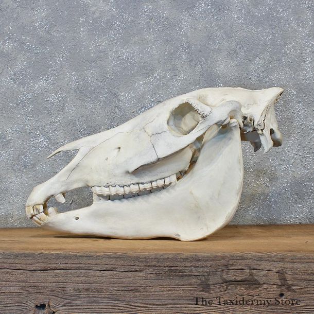 African Burchell's Zebra Skull Mount #10589 For Sale @ The Taxidermy Store