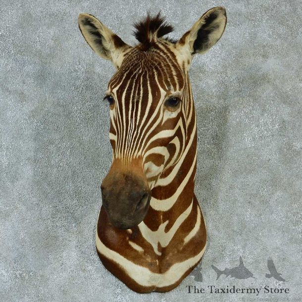 African Zebra Shoulder Taxidermy Mount #13307 For Sale @ The Taxidermy Store