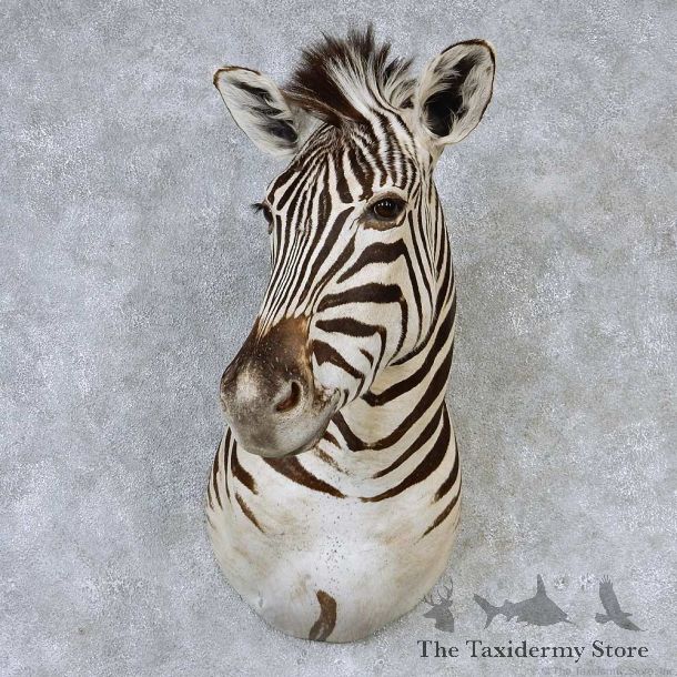African Zebra Shoulder Taxidermy Mount #13195 For Sale @ The Taxidermy Store