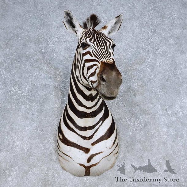 African Zebra Taxidermy Shoulder Mount For Sale #14232 @ The Taxidermy Store