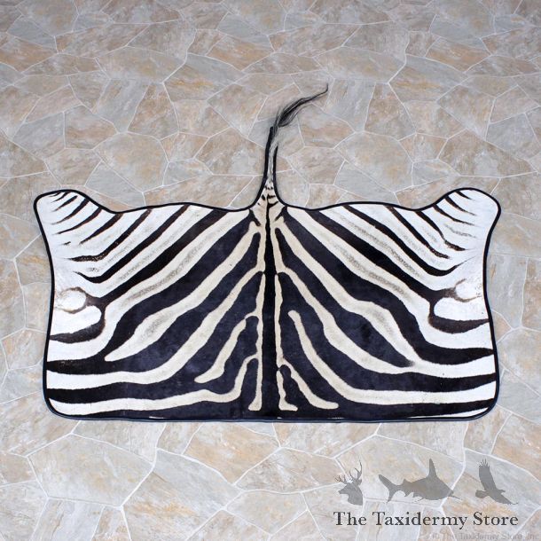 African Zebra Throw Rug Taxidermy Mount #12337 For Sale @ The Taxidermy Store