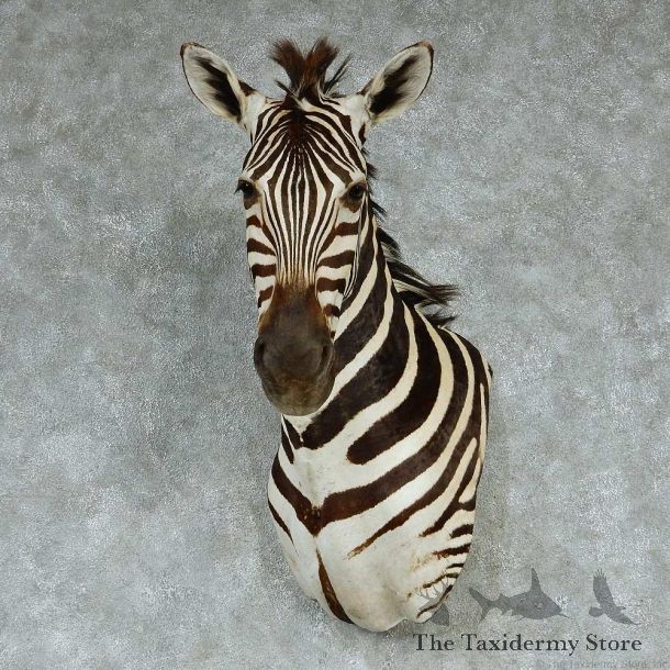 African Zebra Wall Pedestal Taxidermy Mount #13259 For Sale @ The Taxidermy Store