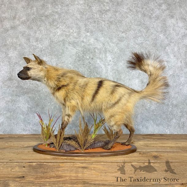 African Aardwolf Mount For Sale #21755 @ The Taxidermy Store