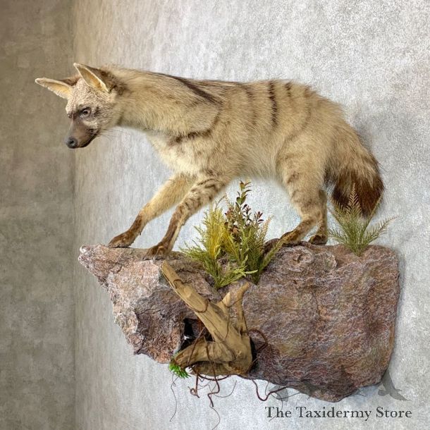 African Aardwolf Mount For Sale #23172 @ The Taxidermy Store