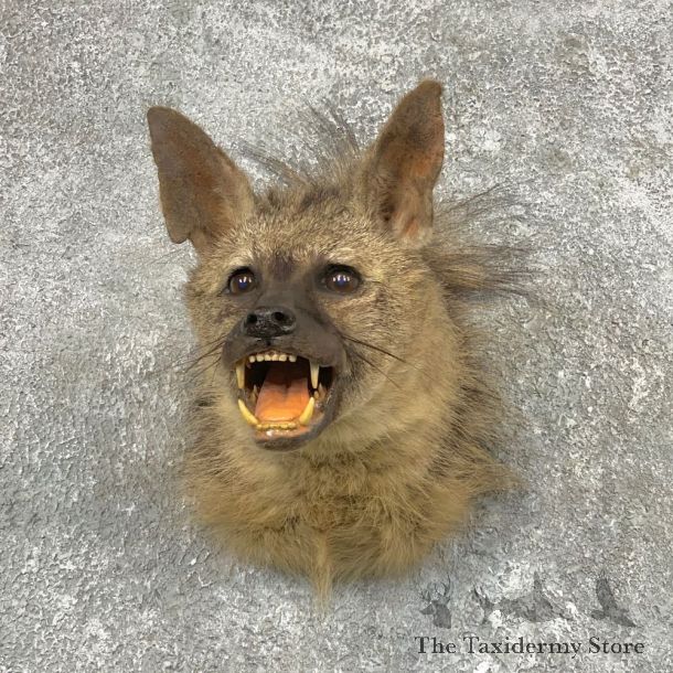 African Aardwolf Shoulder Taxidermy Mount For Sale #22546 @ The Taxidermy Store
