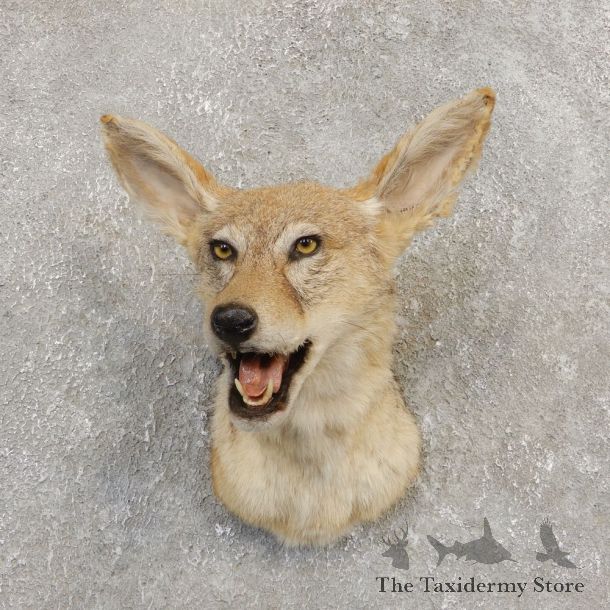 African Black-backed Jackal Mount #20283 For Sale @ The Taxidermy Store