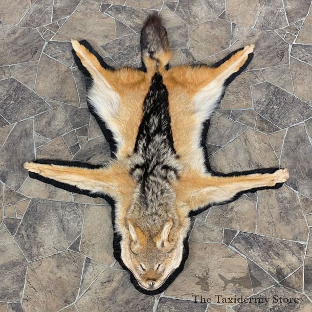 African Black-backed Jackal Taxidermy Rug #22691 For Sale @ The Taxidermy Store