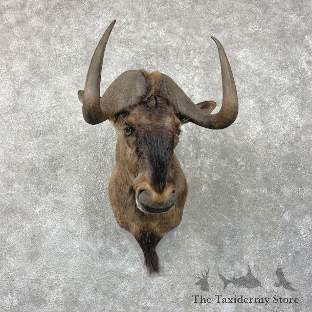 Black Wildebeest Shoulder Mount For Sale #26046 @ The Taxidermy Store