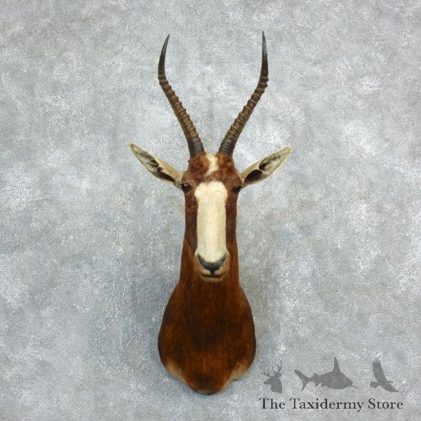 African Blesbok Shoulder Mount For Sale #18286 @ The Taxidermy Store