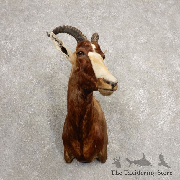 African Blesbok Shoulder Mount For Sale #20472 @ The Taxidermy Store