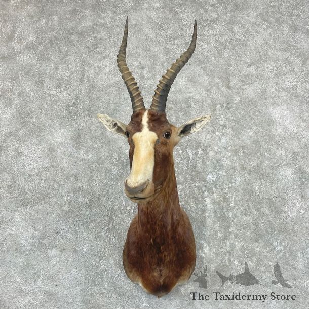 African Blesbok Shoulder Mount For Sale #26050 @ The Taxidermy Store