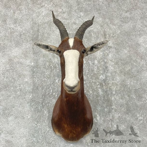 African Blesbok Shoulder Mount For Sale #26053 @ The Taxidermy Store