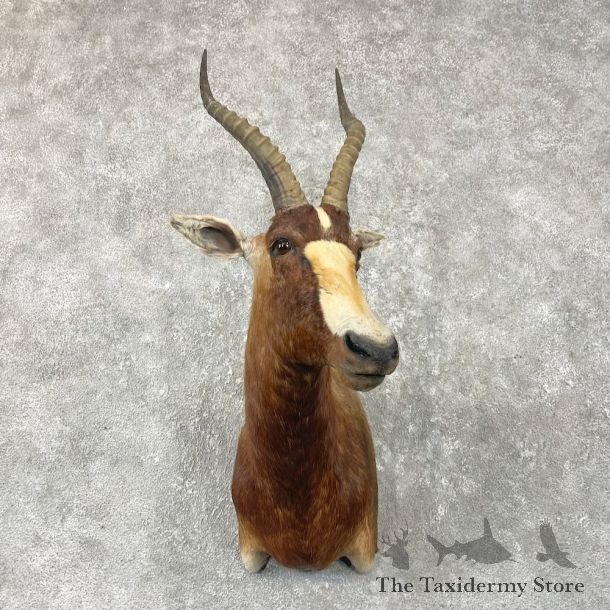 African Blesbok Shoulder Mount For Sale #26054 @ The Taxidermy Store