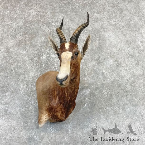 African Blesbok Wall Pedestal Mount For Sale #26721 @ The Taxidermy Store