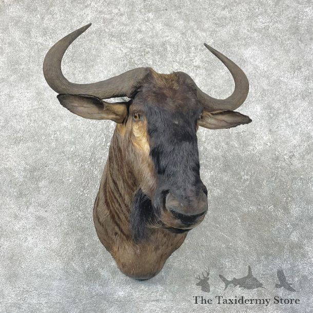 Blue Wildebeest Shoulder Mount For Sale #26045 @ The Taxidermy Store